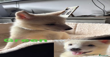 Akita dogs - Advert 12