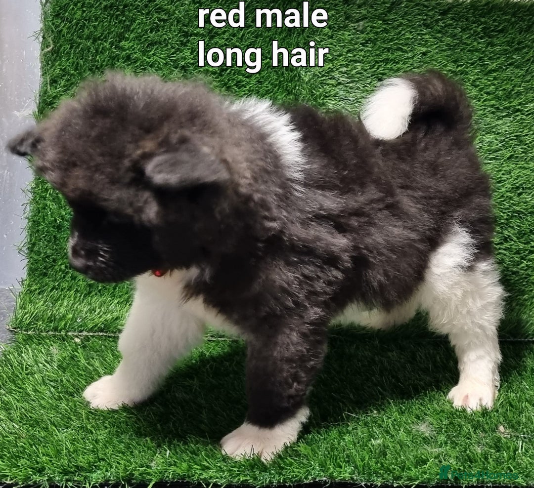 Akita dogs for sale: Akita pups - Advert 4