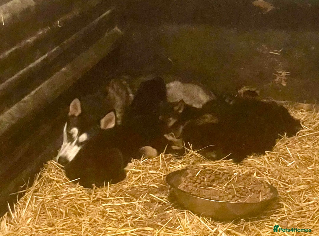 Shepsky dogs for sale: German Shepherd cross Husky Puppies  - Advert 5