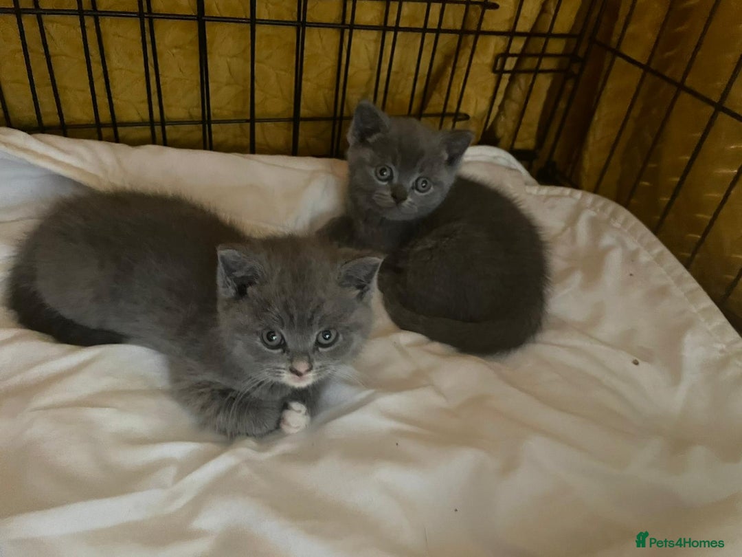 British Shorthair cats for sale: British Shorthair Kittens - Image 7
