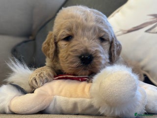 Mixed Breed dogs F1B STANDARD PRA CLEAR STBERNADOODLE - Advert 3