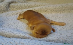 Cockapoo dogs for sale: 5 beautiful cockapoo’s  - Image 10
