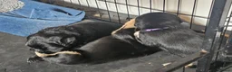 Mixed Breed dogs for sale: Gorgeous litter of cockerdor x sprollie pups in Fleetwood - Advert 17