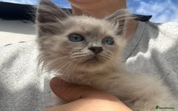 Birman cats for sale: Birman Kitten 2 - Birman kittens  - Image 11