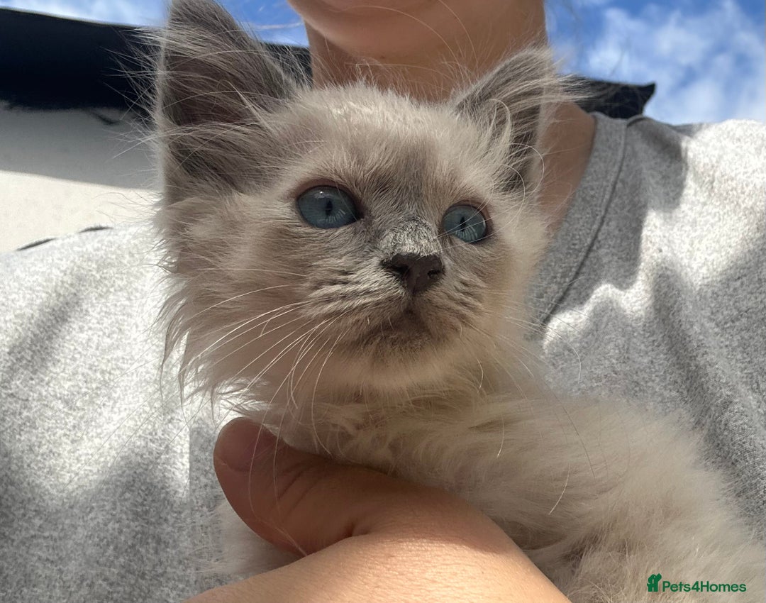 Birman cats for sale: Birman Kitten 2 - Birman kittens  - Image 11