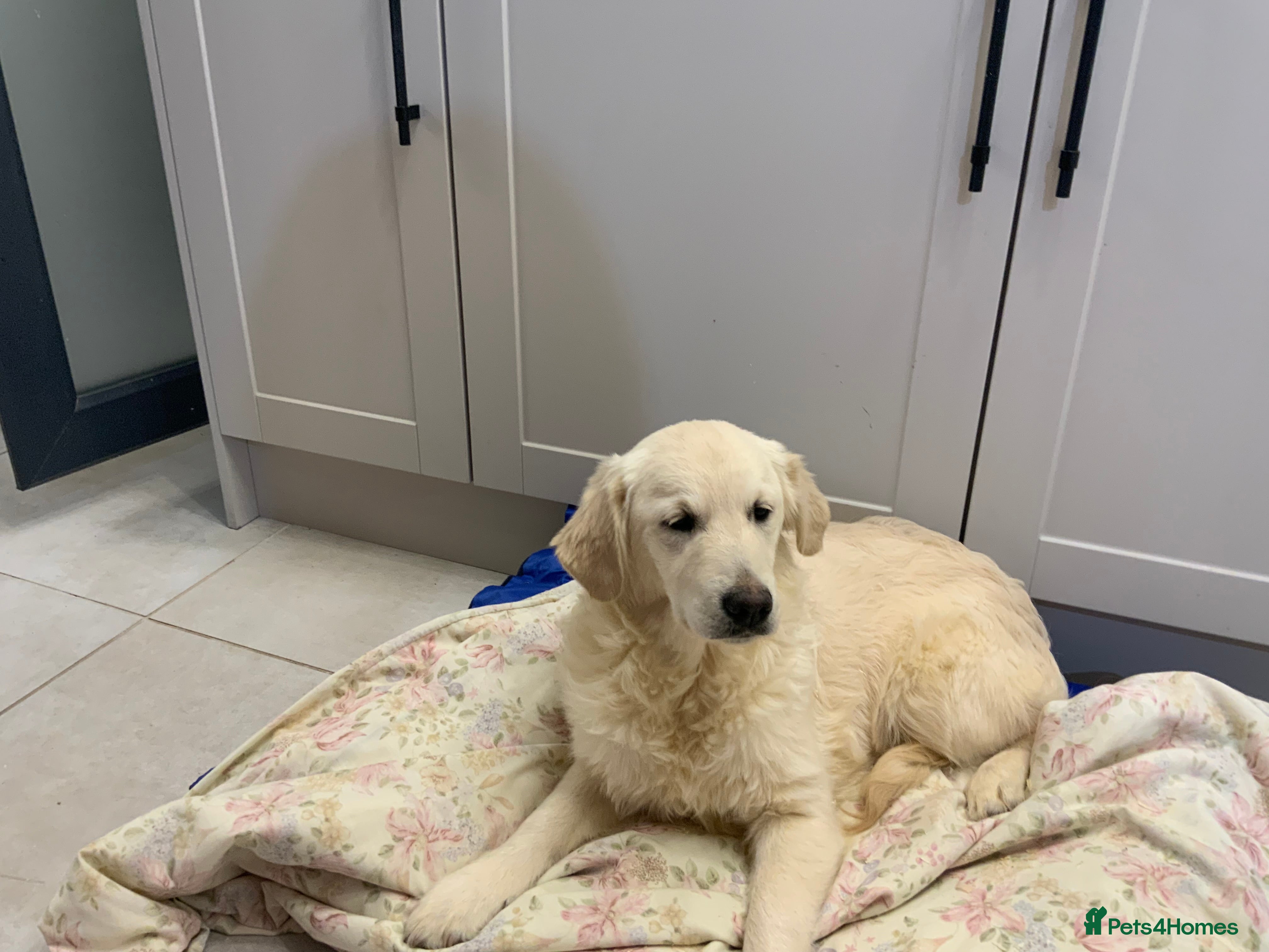 Golden Retriever dogs Golden Retrievers -Goadream kc  - Advert 15