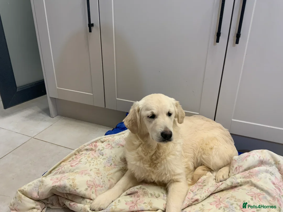 Golden Retriever dogs for sale: Golden Retrievers -Goadream kc  - Advert 2