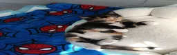 Mixed Breed cats for sale: 4 Beautiful cheeky kittens  - Advert 5