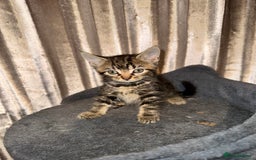Mixed Breed cats for sale: Tigers angel - Image 3