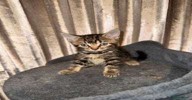 Mixed Breed cats - Advert 5