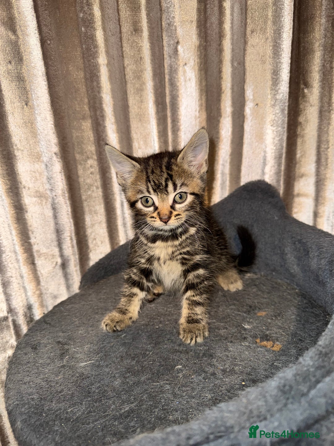 Mixed Breed cats for sale: Tigers angel - Image 3