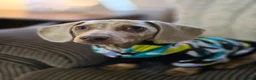 Miniature Dachshund dogs for sale: Isabella dapple miniature dachshund  - Advert 4