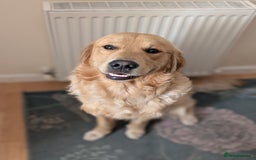 Golden Retriever dogs for stud: Fully Health Tested KC Golden Retriever For Stud in Saltcoats - Image 5