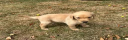Labrador Retriever dogs for sale: Male Yellow Lab Pup - Advert 3