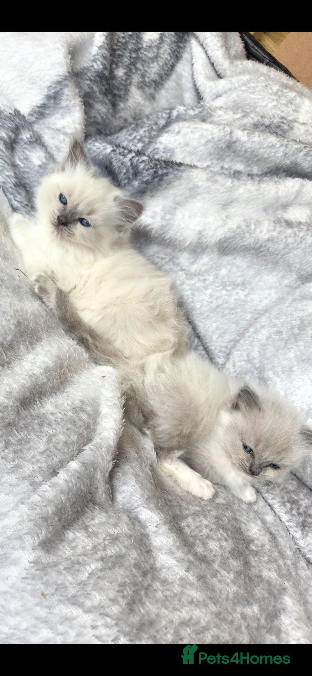 Ragdoll cats for sale: Ragdoll kittens - Advert 7