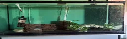 Axolotl reptiles for sale: Axolotls  - Advert 2