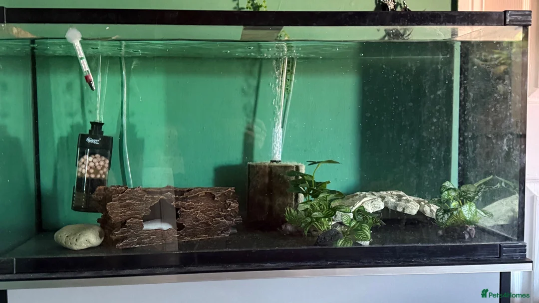 Axolotl reptiles for sale: Axolotls  - Advert 2
