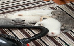 British Shorthair cats for sale: British Shorthair Kittens - Image 11