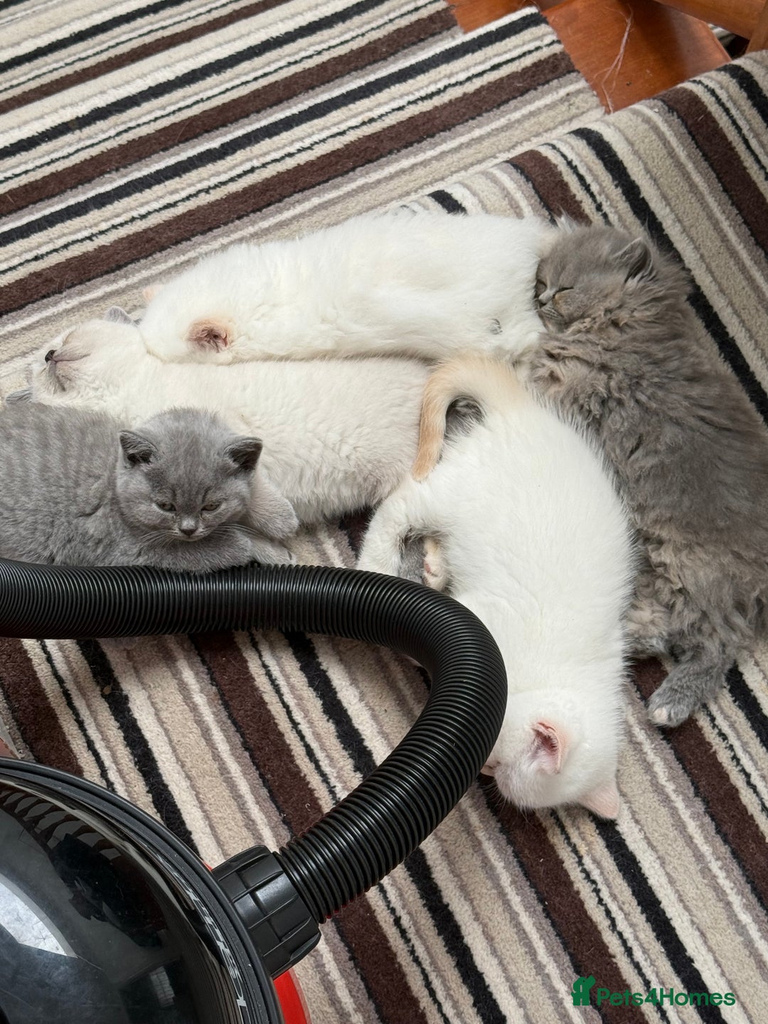 British Shorthair cats for sale: British Shorthair Kittens - Image 11