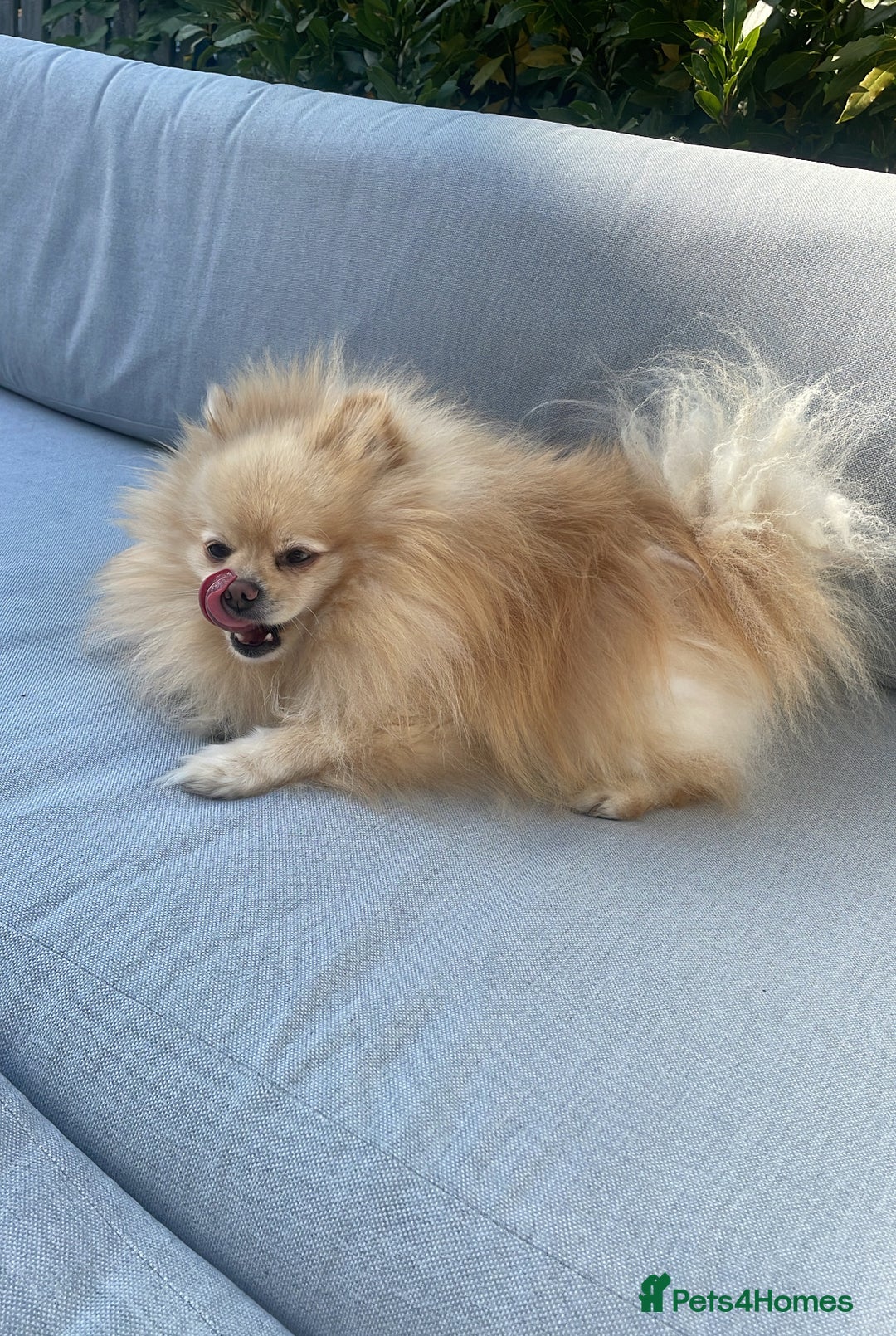 Pomeranian dogs for stud: Teddy cream KC register Pomeranian  - Advert 6