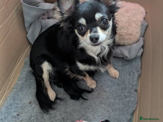 Chihuahua dogs Rare colour and tiny pedigree Chihuahuas - Advert 1