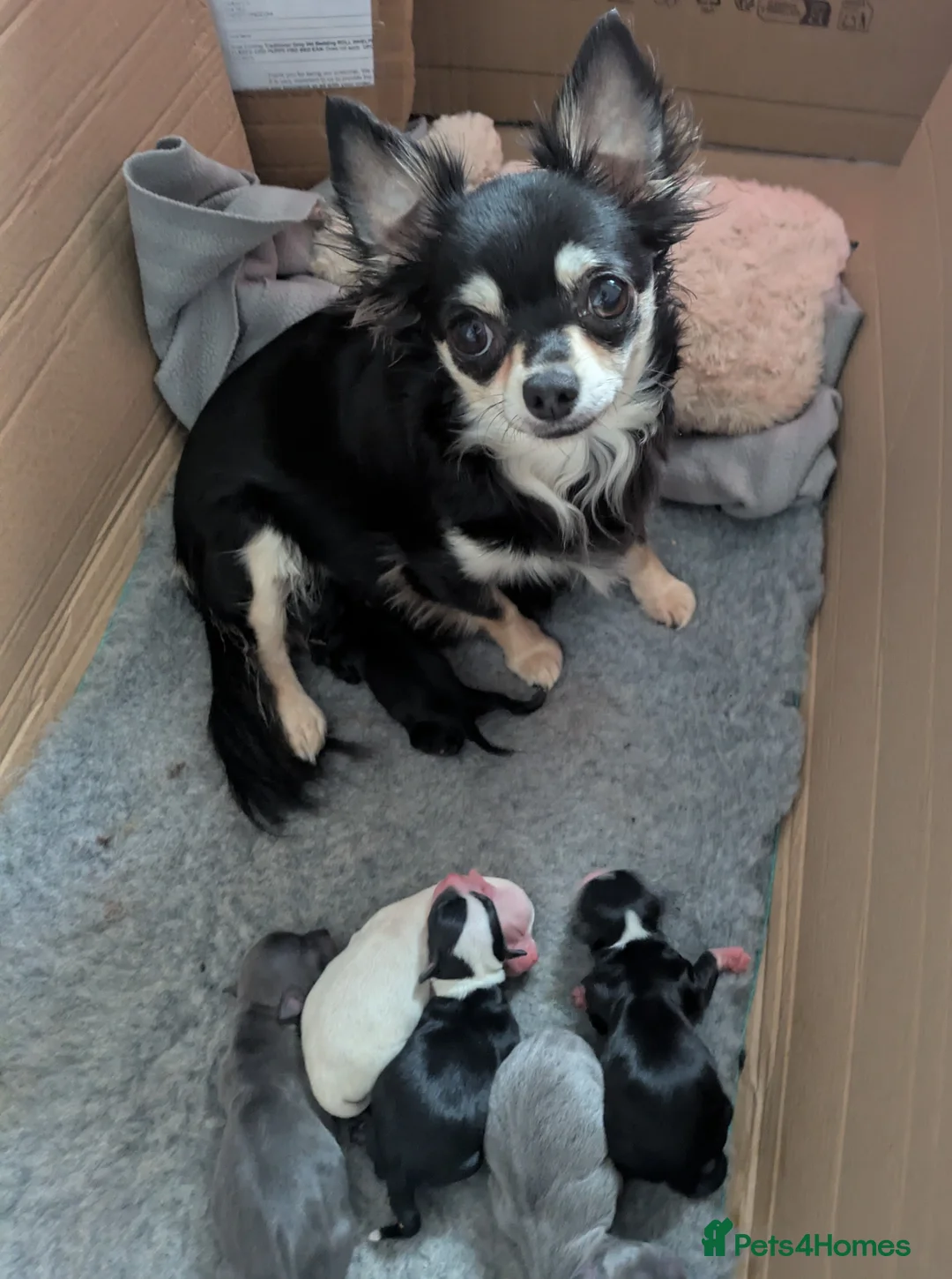 Chihuahua dogs for sale: ONE small toy pedigree Chihuahua - Advert 13