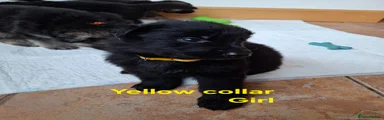 German Shepherd 6