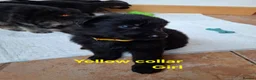 German Shepherd dogs for sale: K.C german shepherd puppies - Advert 6