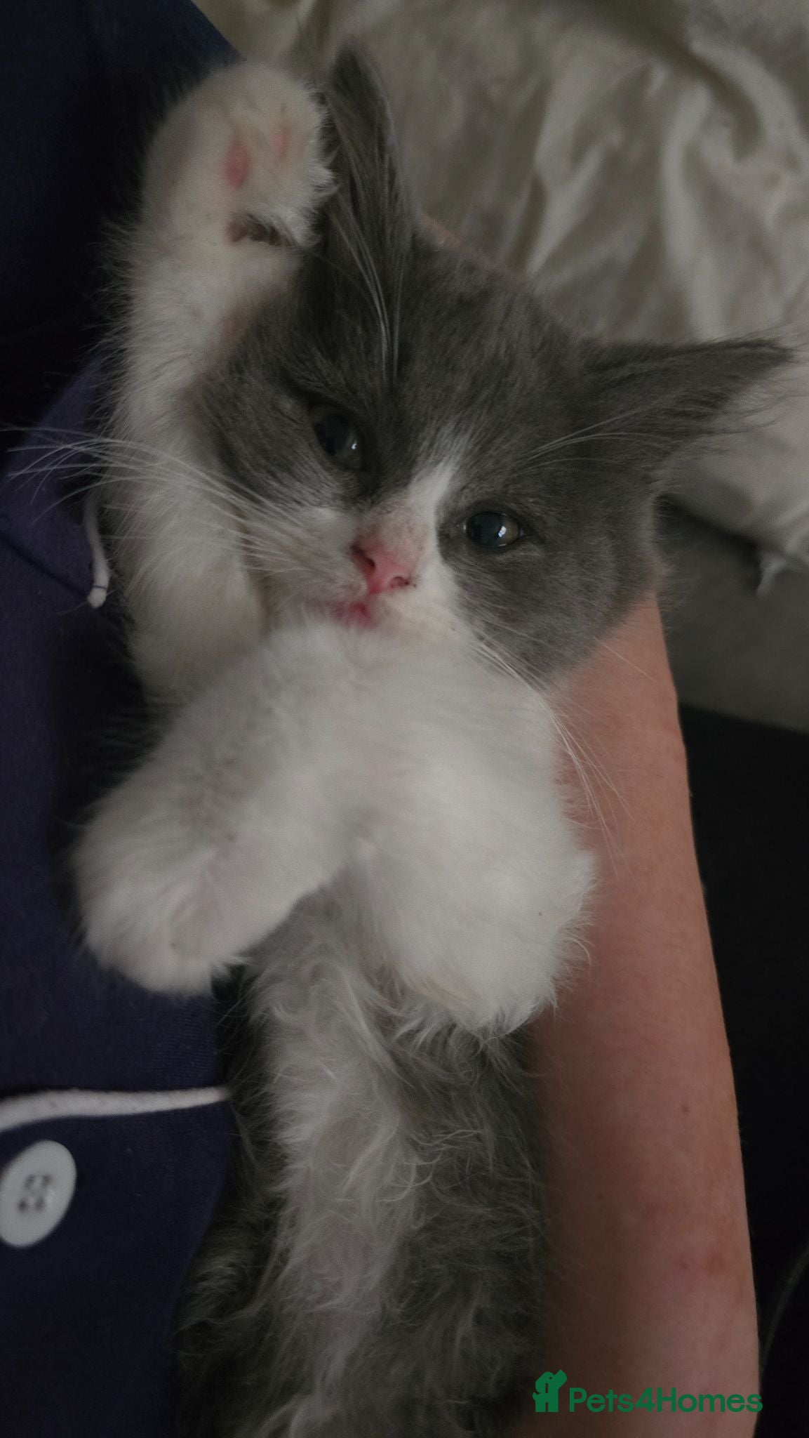 Ragdoll cats 4 gorgeous kittens available - ready now - Advert 1