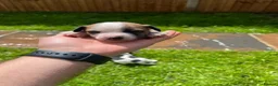 Jack Russell dogs for sale: Jack Russell Terrier 4 pedigree puppies in Newcastle upon Tyne - Advert 10