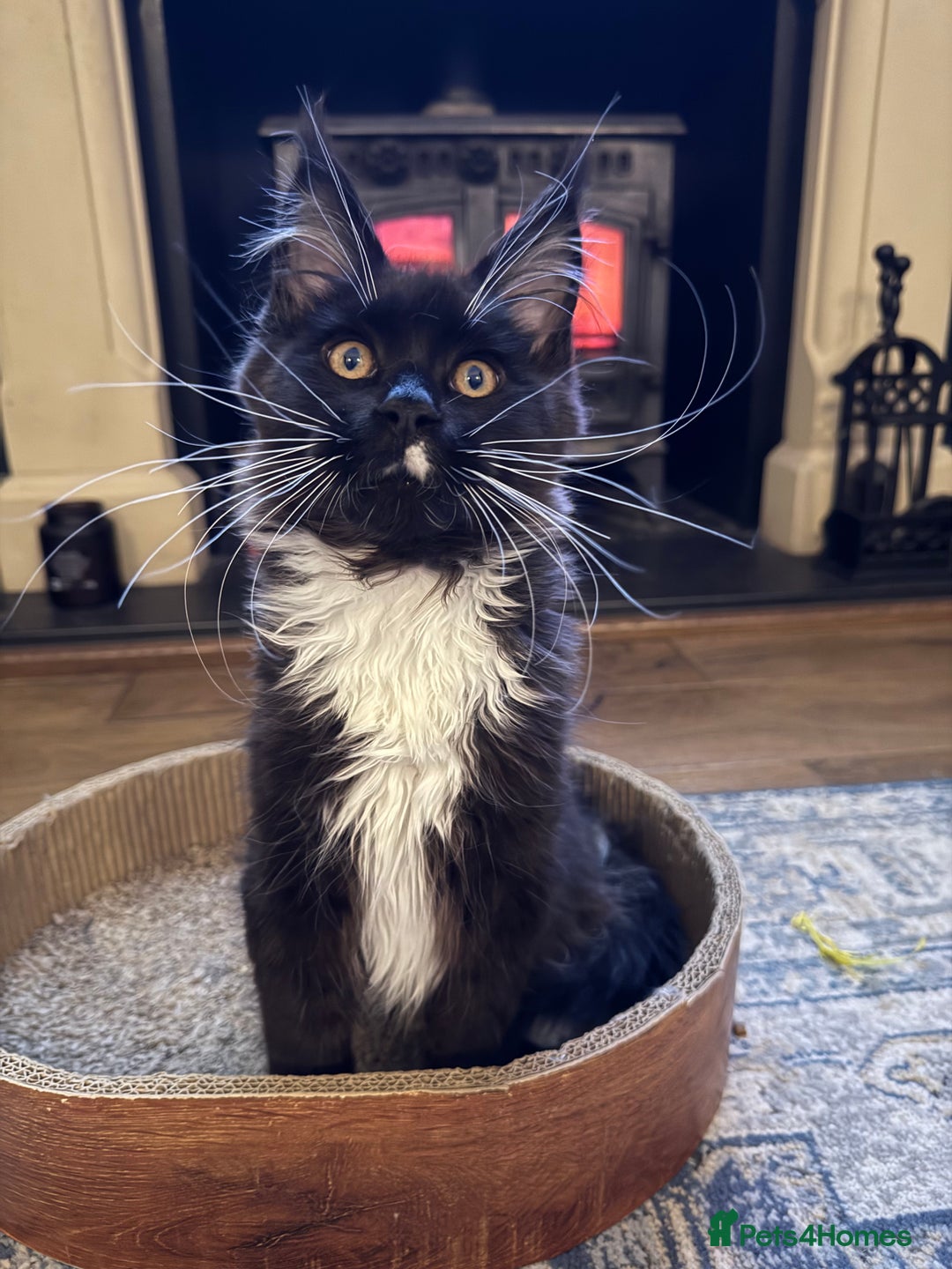 Maine Coon cats for sale: 🐾 last Maine Coon Boy Still Available 🐾 - Advert 1