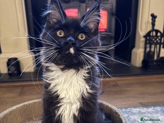 Maine Coon cats 🐾 last Maine Coon Boy Still Available 🐾 - Advert 1
