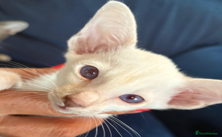 Siamese cats - Advert 1