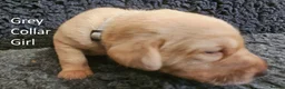 Labrador Retriever dogs for sale: Stunning Red Fox Labs-Health checked, KC Reg, FTCH - Advert 31
