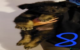 German Shepherd dogs for sale: Stunning litter of german shepherd puppies - Image 8