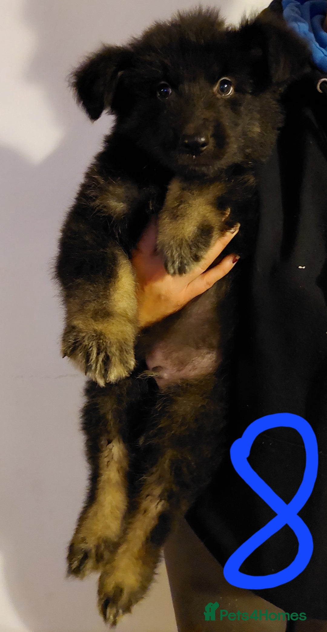 German Shepherd dogs for sale: Stunning litter of german shepherd puppies - Image 8
