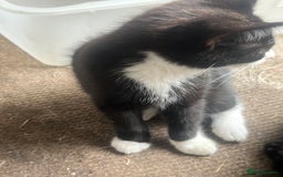 Mixed Breed cats for sale: 3cats for sale - Image 5