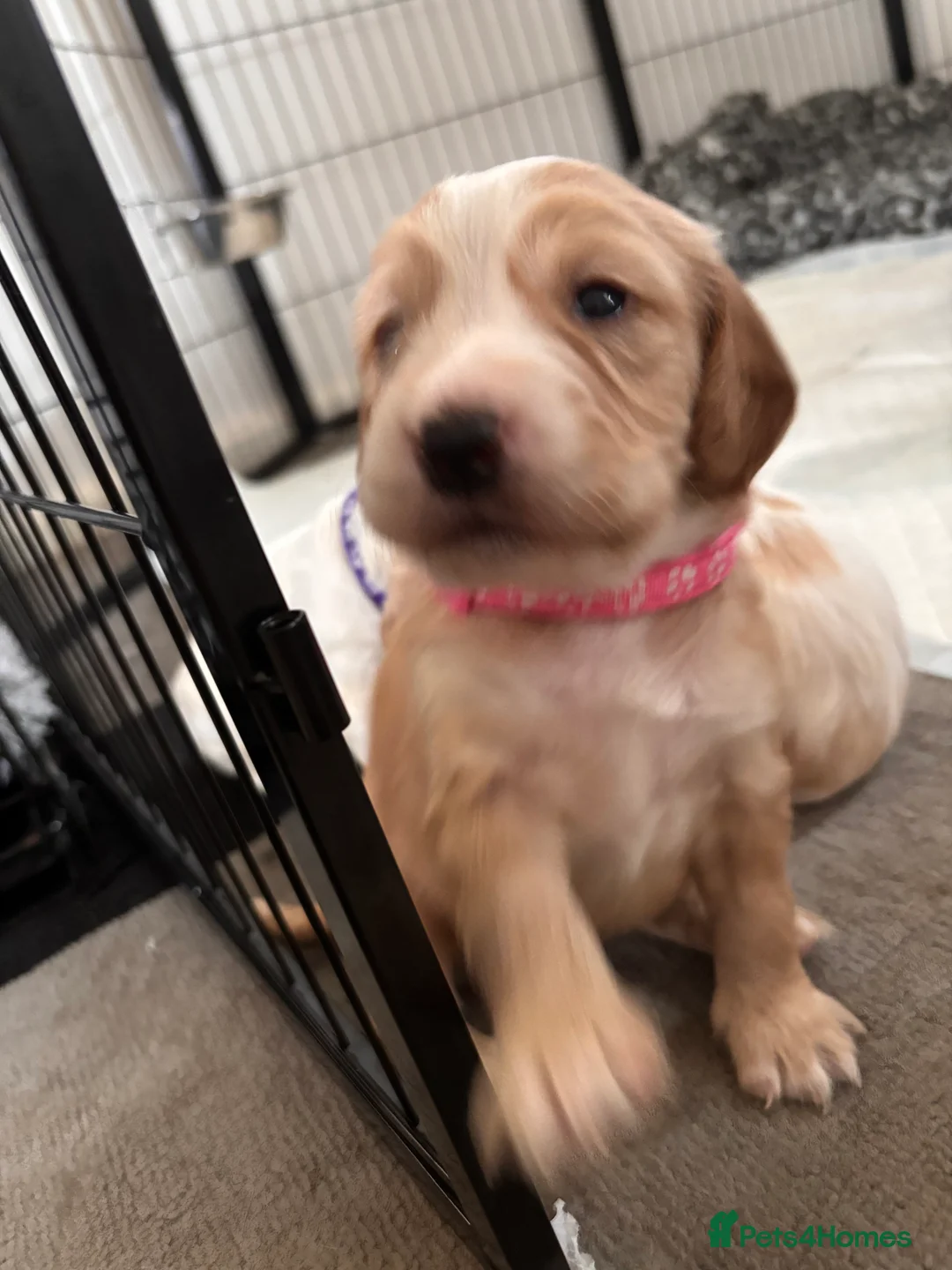 Cocker Spaniel dogs for sale: Beautiful working cocker spaniel puppy  in Neath - Advert 4