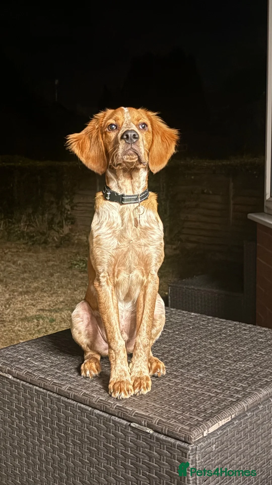 Brittany Spaniel dogs for sale: KC registered Brittany spaniel in Bromsgrove - Advert 1