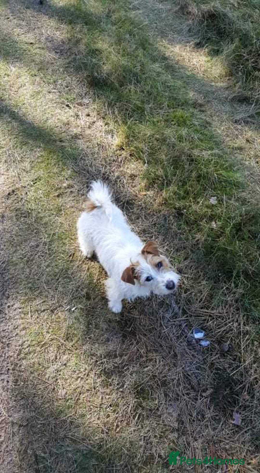 Jack Russell dogs for stud: Superb Quality Jack Russell at stud K.C Reg in Attleborough - Advert 7