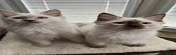 Ragdoll cats for sale: GCCF REG RAGDOLL KITTENS LILAC CHOC SEAL  - Advert 9