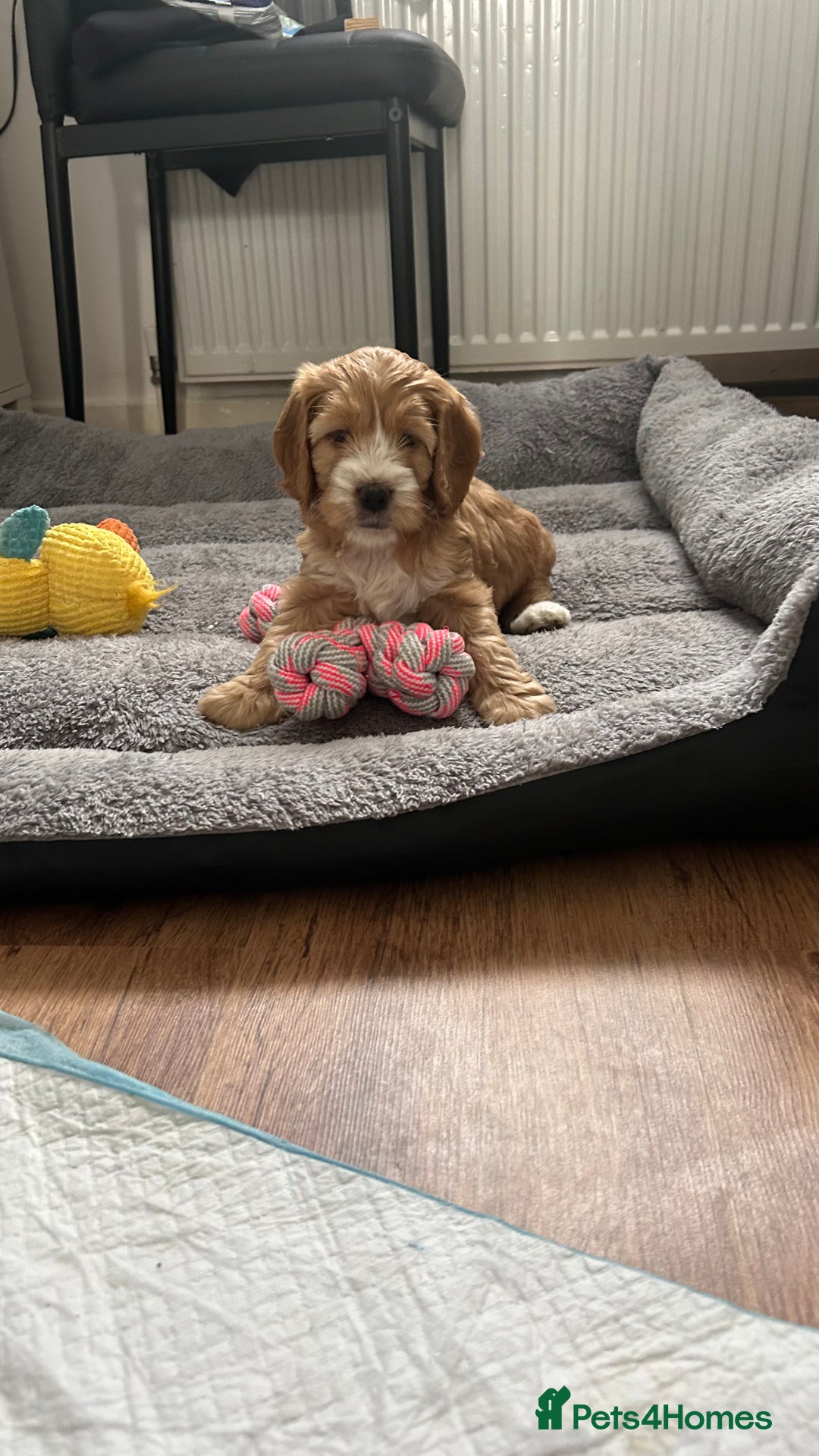 Cockapoo dogs for sale: Cockapoo in Chesterfield - Image 17