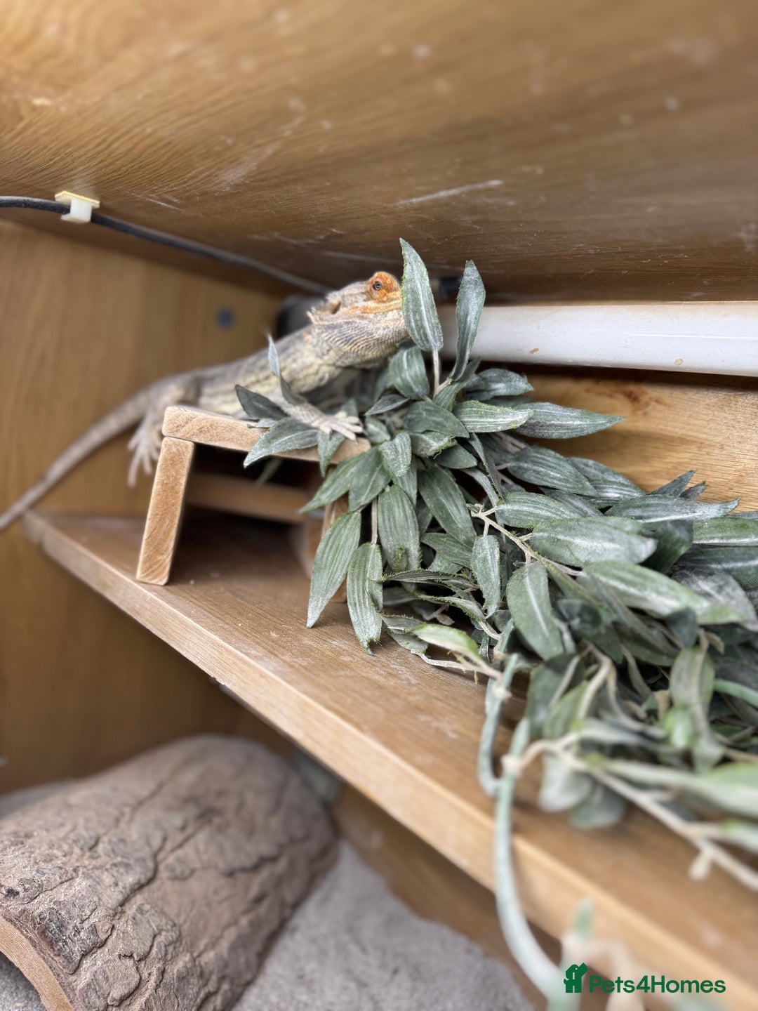 Bearded Dragon reptiles for sale: Bearded dragon with double tank - Advert 5