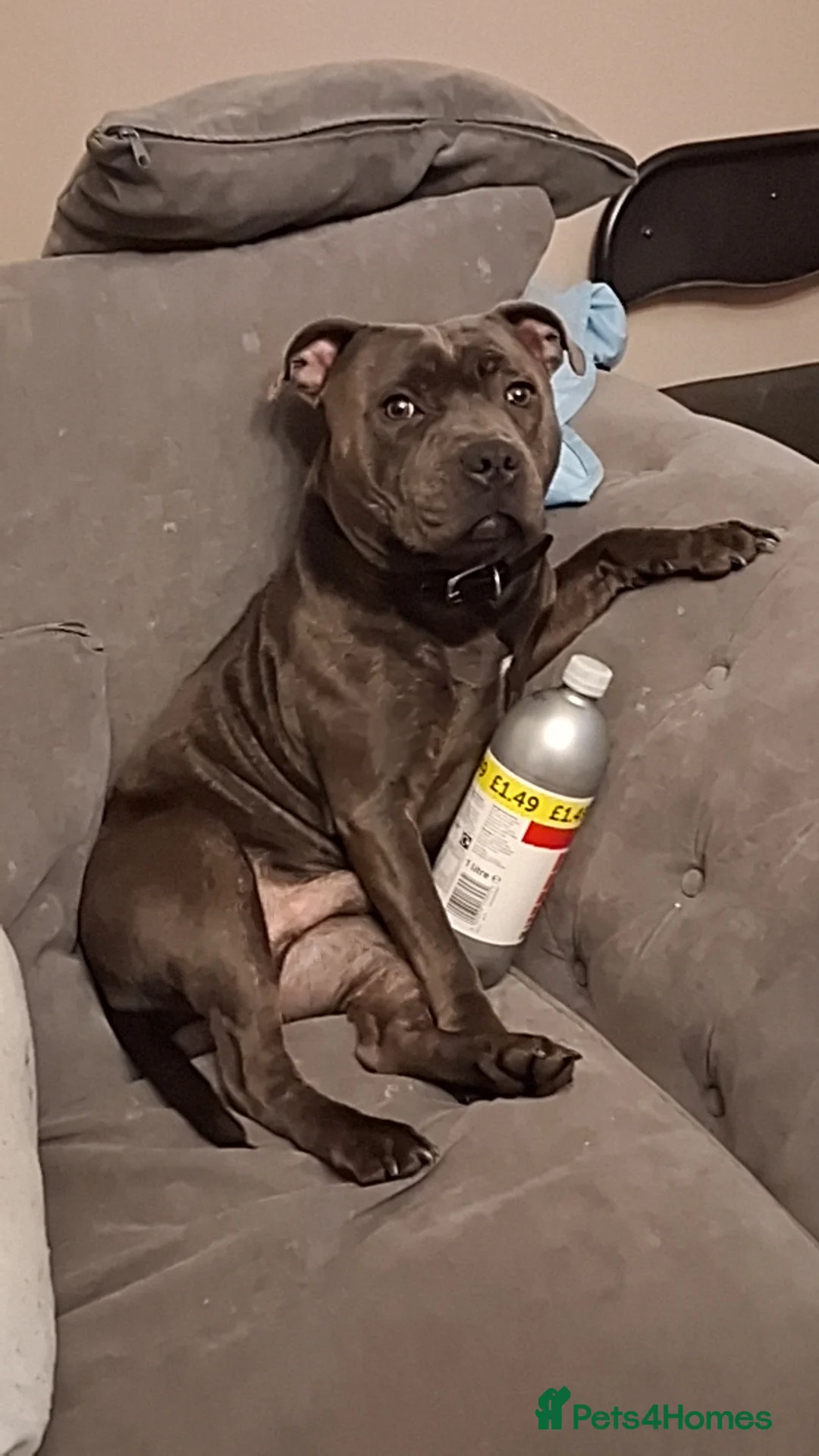 Staffordshire Bull Terrier dogs for sale: Male Blue staffy Troy - Advert 2