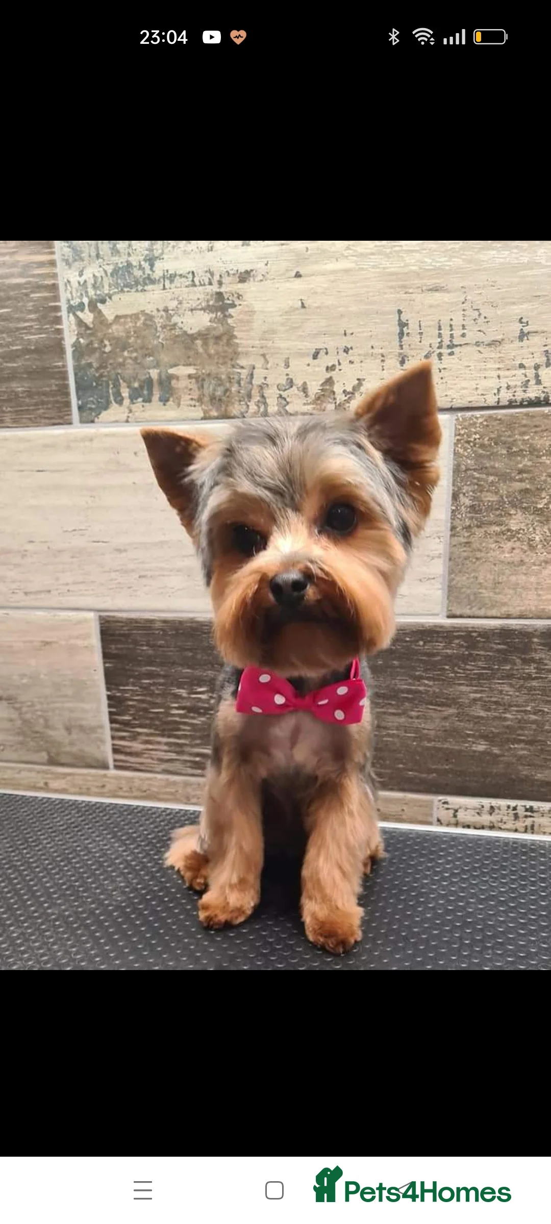 Yorkshire Terrier dogs for stud: Dog for stud  in Retford - Advert 5