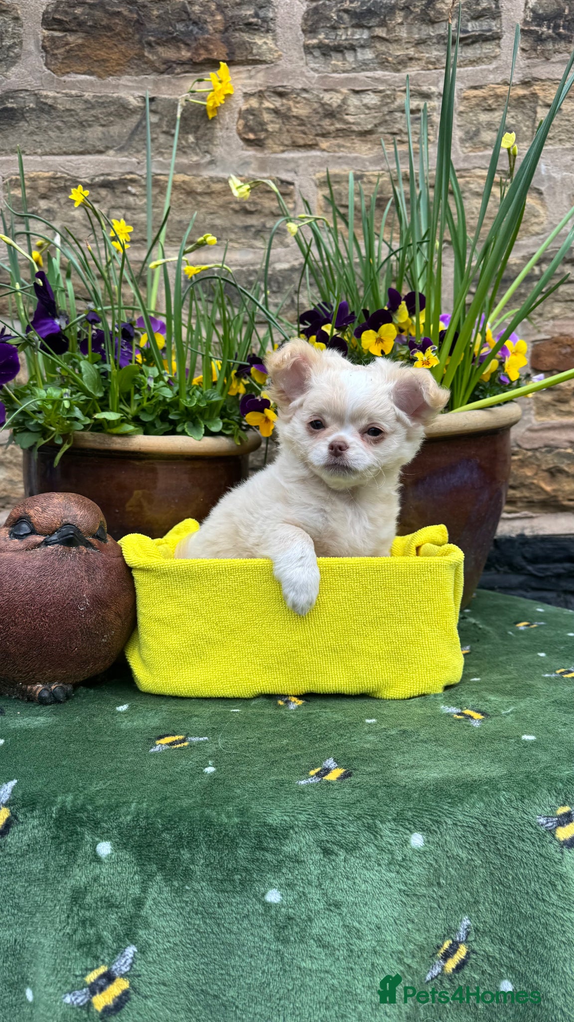 Chihuahua dogs Beautiful long coat girls - Advert 7