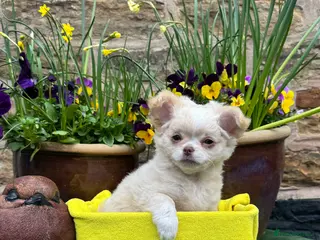 Chihuahua dogs Beautiful long coat girls - Advert 7