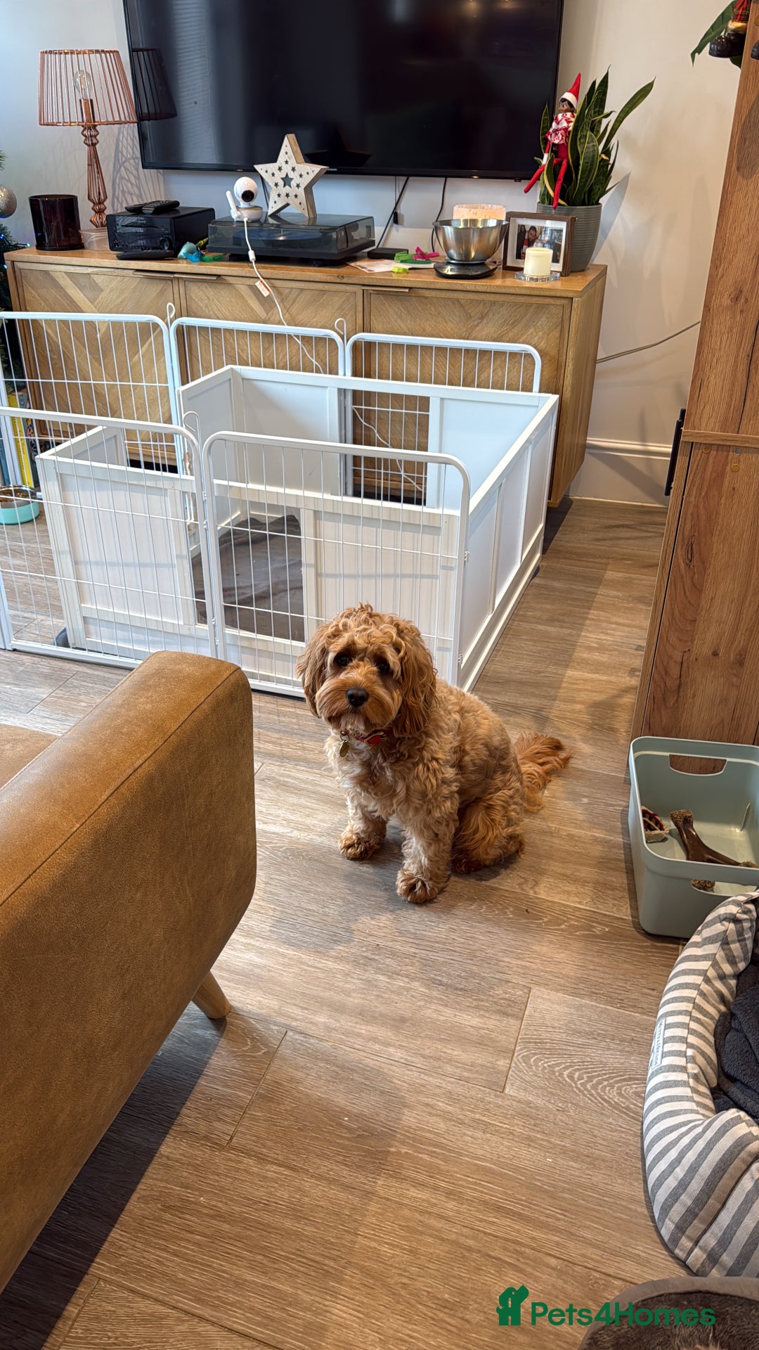 Cavapoo dogs for sale: Cavapoo puppies for sale - Advert 11