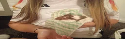 Guinea Pig rodents for sale: Baby boy guinea pig - Advert 5