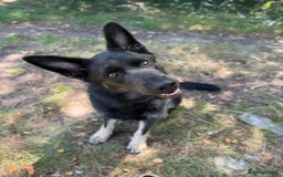 German Shepherd dogs for sale: Gorgeous blue and tan German Shepherd - Image 1